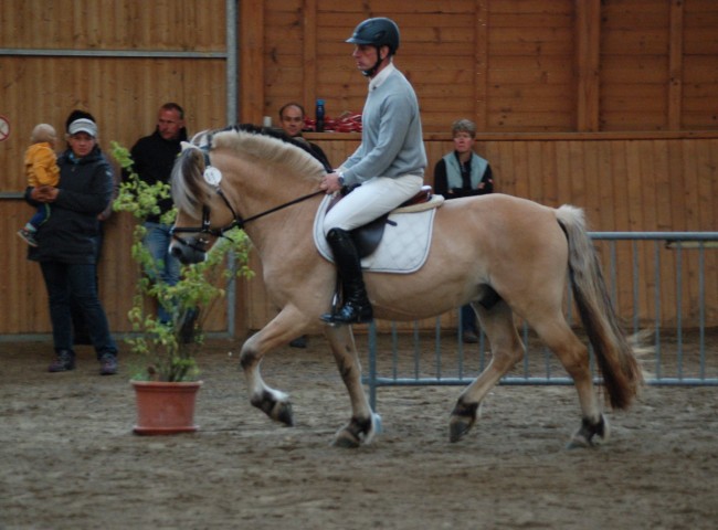 Stian, Fjordpferd, EN 8,01