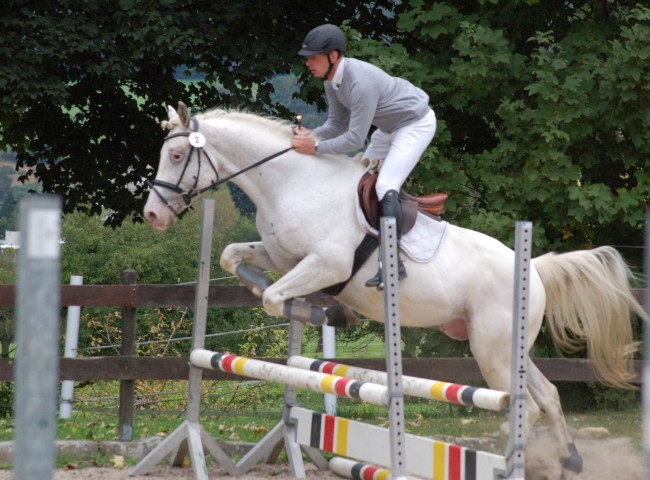 Carlsson vom Dach, Knabstrupper, EN 7,15