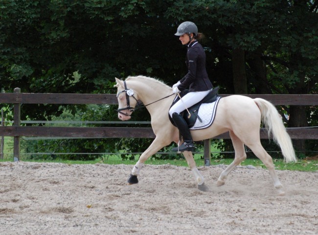 Cadlanvalley Sir Ivanhoe, Welsh Sek. B, EN 7,70