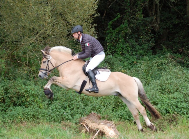 Daim, Fjordpferd, EN 8,18