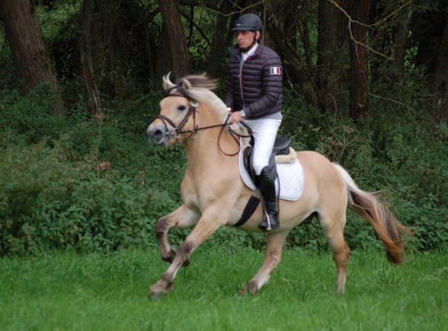 Harvard, Fjordpferd, EN 8,16