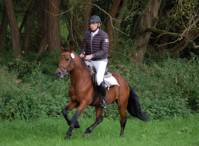 Chipsy King, New Forest, EN 7,58