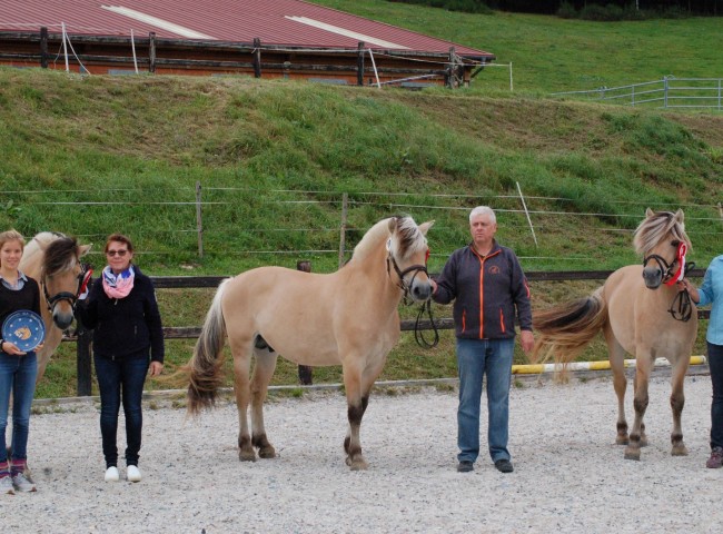 Die drei Fjordhengste mit dem Ehrenpreis der IGF für den Sieger Daim