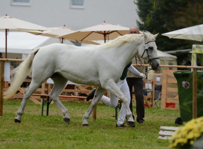 Crystal Joey Reserve-Siegerstute in Usingen