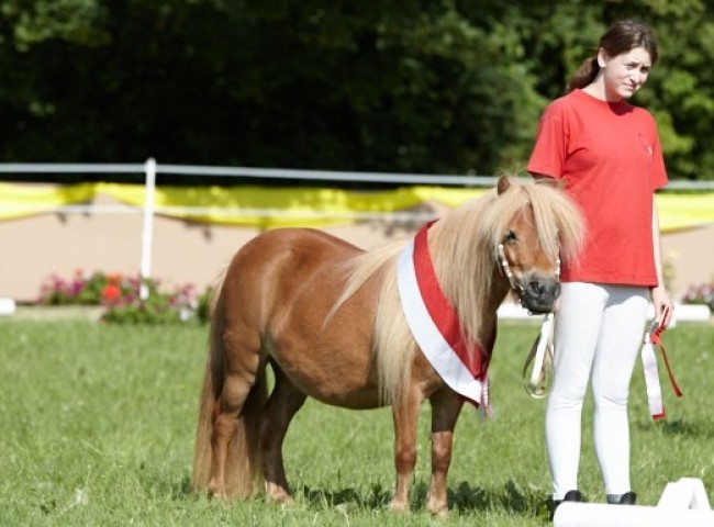 Siegerstute in Usingen - Elise van Stal de Toekomst Archiv: Joachim Hecker