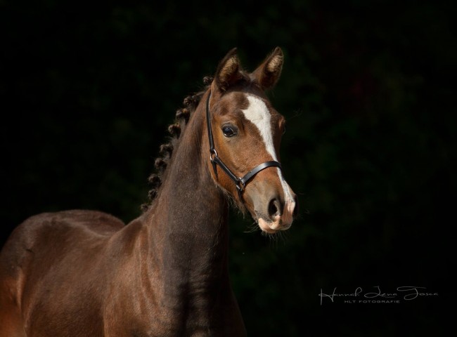 LiLu D Foto: HTLFotografie
