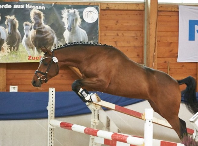 Der kleine Donner   Reitpony   Foto: Joachim Hecker