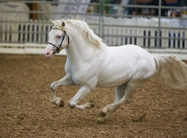 De Weyerds Hello Sanctos   Welsh A   Foto: Joachim Hecker