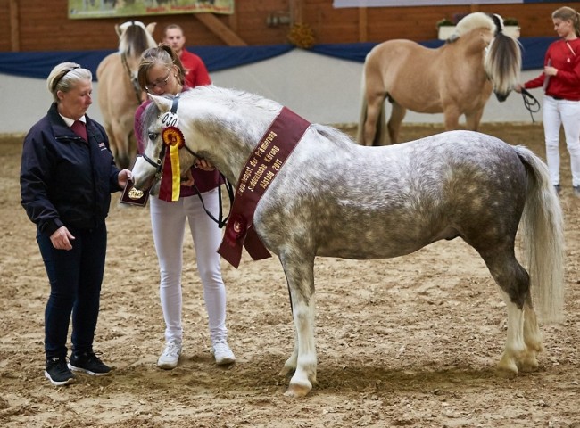 De Weyerds Houston   Elsh A   Foto: Joachim Hecker