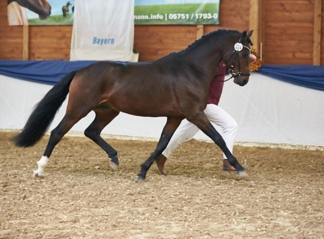 Dreamer   Reitpony   Foto: Joachim Hecker