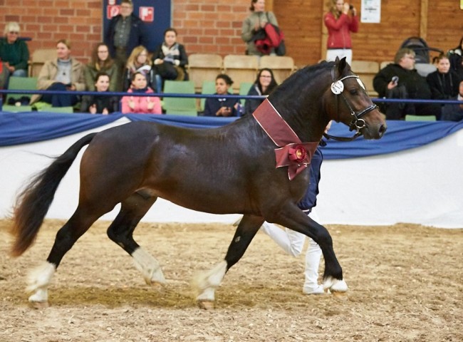 Friedrichshof Hot Twix   Welsh Cob  Foto: Joachim Hecker