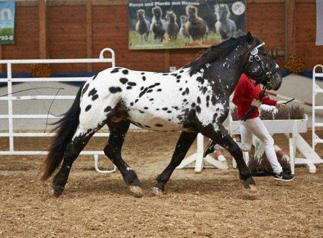 Gino Vulkan   Noriker   Foto: Joachim Hecker
