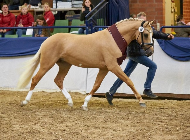 Gleisberg Casino Gold   Reitpony   Foto: Joachim Hecker