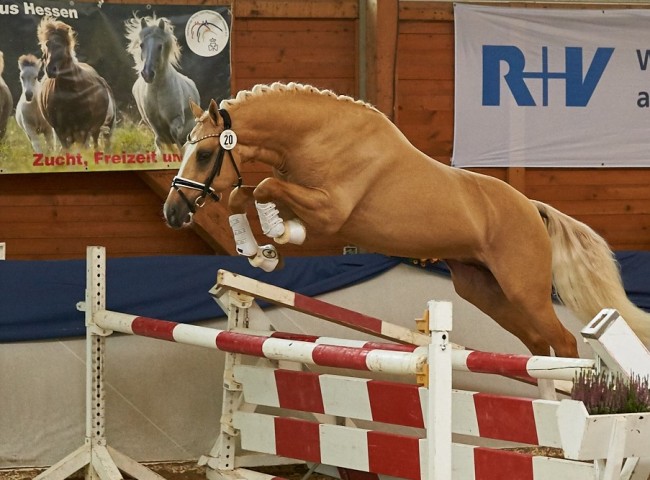 Gleisberg Casino Gold   Reitpony   Foto: Joachim Hecker