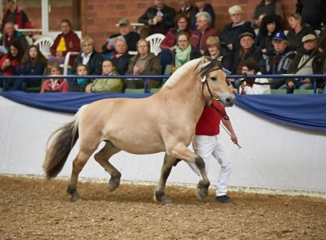 Harvard   Fjordpferd   Foto: Joachim Hecker