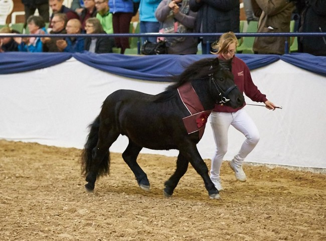 Jurist LTD   Shetlandpony   Foto: Joachim Hecker