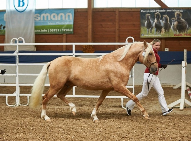MVM Oro de Nienover   Paso Peruano   Foto: Joachim Hecker