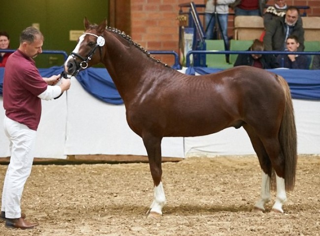 Nelsons Diamont   Reitpony   Foto: Joachim Hecker
