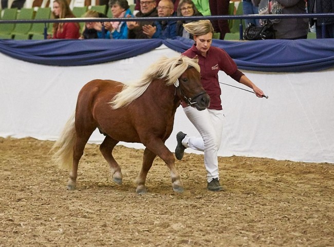 Pepe von Obernissa   Shetlandpony   Foto: Joachim Hecker