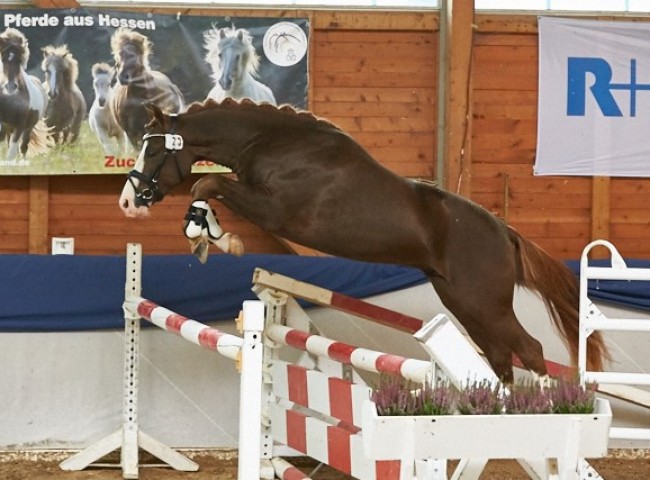 Schierensees Masterpiece   Reitpony   Foto: Joachim Hecker