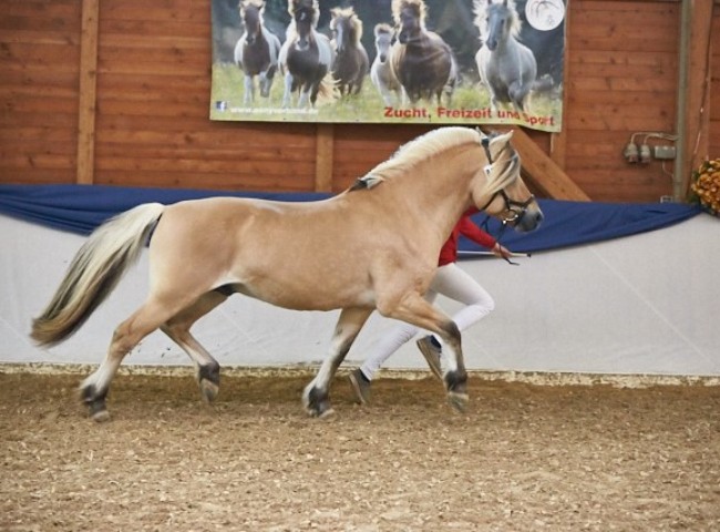Fjordbækkens Sidan   Fjordpferd   Foto: Joachim Hecker