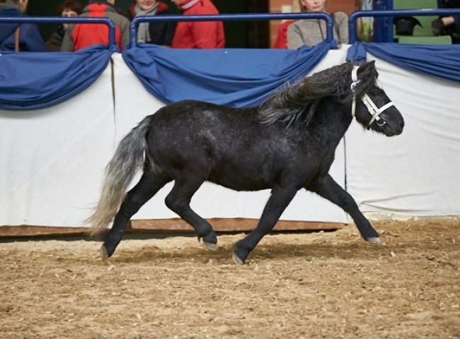 Nathan   Shetlandpony   Foto: Joachim Hecker