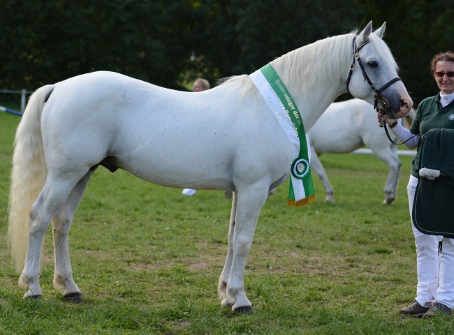 Reserve Best in Show & Siegerhengst Marvellous Simon - Foto: Dr. Thomas Bachmann