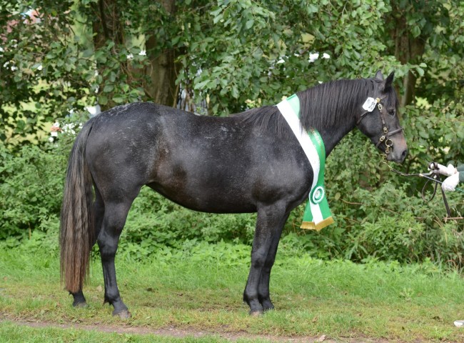 Jugendchampion Glaskopf Grey Jane - Foto: Dr. Thomas Bachmann