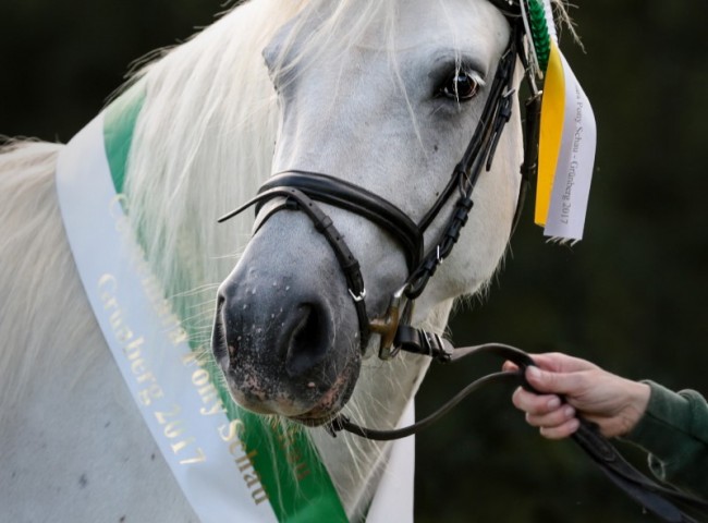 Best in Show & Siegerstute - Vinura Milly - Foto: Katrin Junker