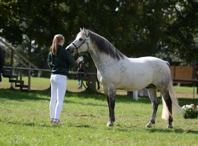 Reserve-Siegerhengst Glaskopf Iwyn - Foto: Dr. Thomas Bachmann