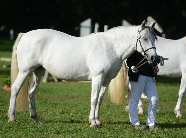 Reserve Siegerstute Glaskopf Grey Carol - Foto: Dr. Thomas Bachmann