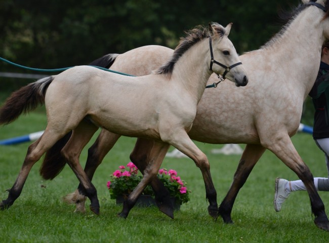 Siegerfohlen Lonely Twin Irish Cream - Foto: Dr. Thomas Bachmann