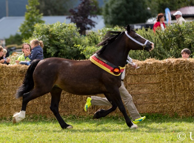 Bergtor Welsh Medleen