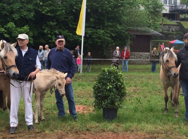 Henrike-mit-Stutfohlen-und-Tochter-Hanna