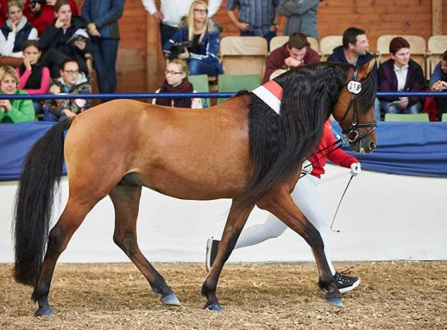 Best Breed Mustang Tumbleweed