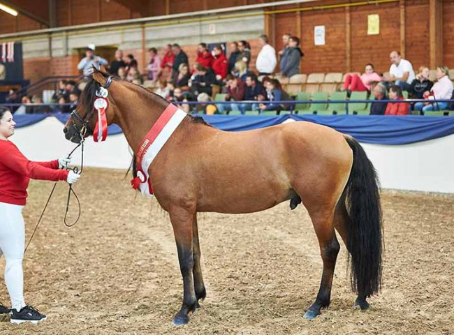 Best Breed Mustang Tumbleweed, Spezialrassen-Sieger