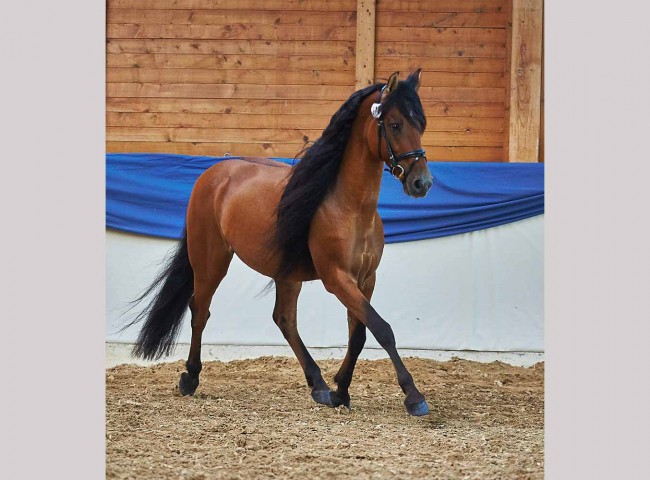 Best Breed Mustang Tumbleweed