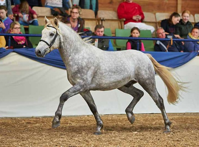 Birdmountain Van Halen