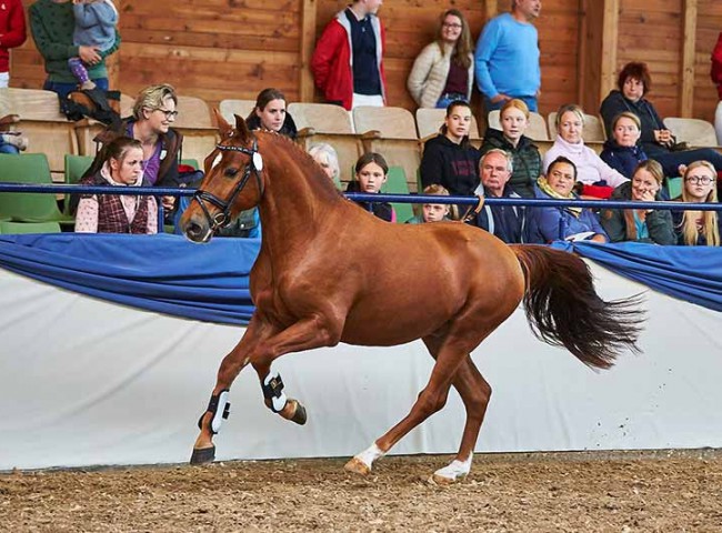 Everwood Phoenix im Galopp