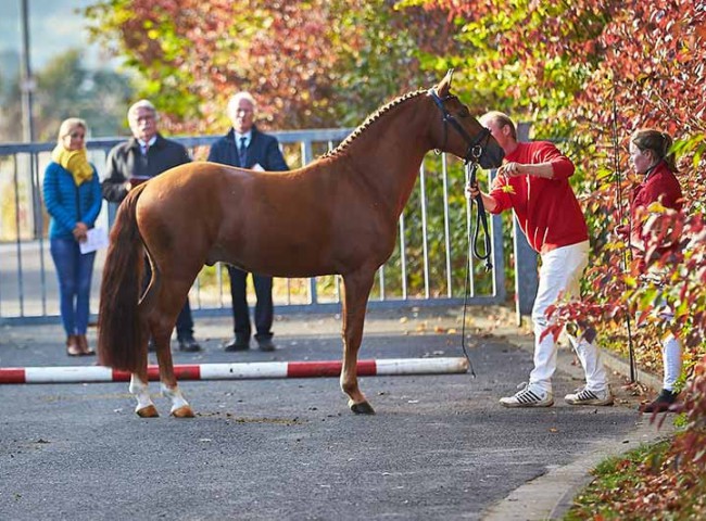 Everwood Phoenix vor der Kommission