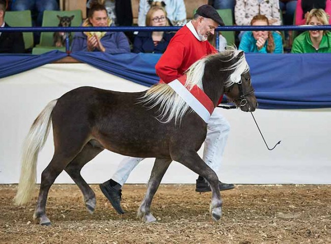 Kallimero - Rassesieger Deutsches Classic Pony