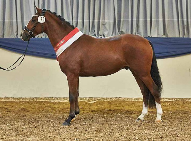 Oshie K- Rassesieger Deutsches Reitpony