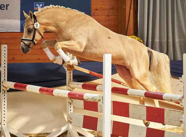 RM Golden Pleasure beim Freispringen