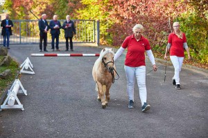 Kenley vom Holunderhof bei der Musterung auf festem Boden