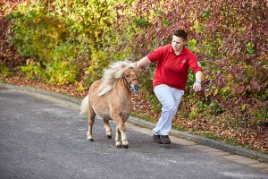 Kinglet of Chestnut Stable