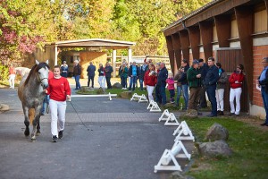 Herrliches Herbstwetter und tolle Bedingungen bei der Körung