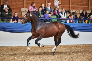 Holthausen Cal-Rodyn im Galopp