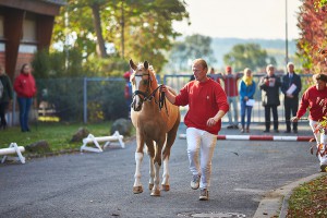 Schierensees Mr. Bojangles