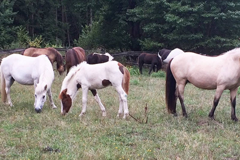 Kurz vor der Fohlenprüfung auf Schloß Wittgenstein
