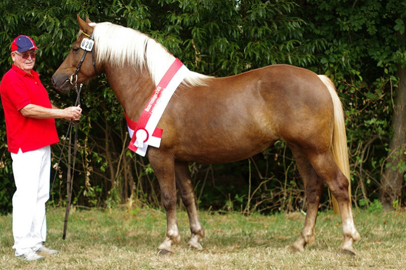 Reservesiegerstute Mela v. Melos-Morgan